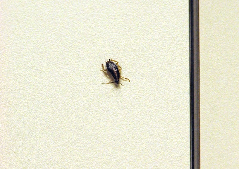 german cockroach on the wall