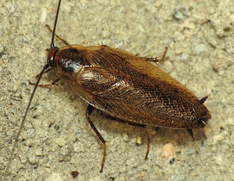 german ectobiidae cockroach
