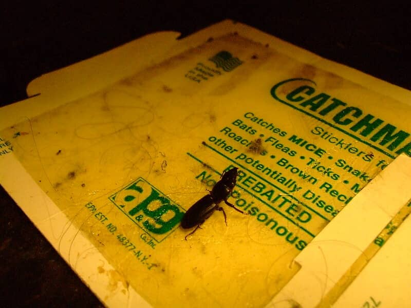 glue traps for getting rid of smokybrown roaches