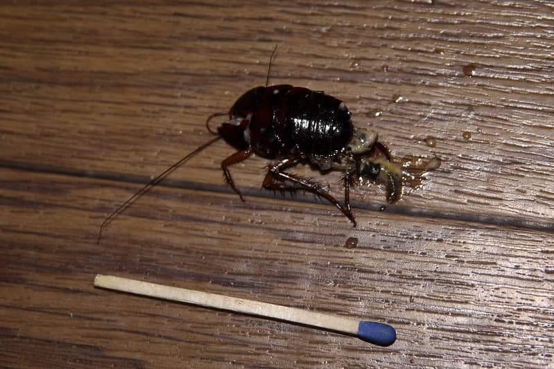 headless cockroach cannot eat food or drink water