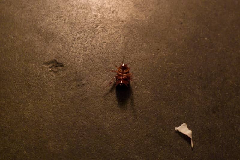 headless cockroaches do not suffocate