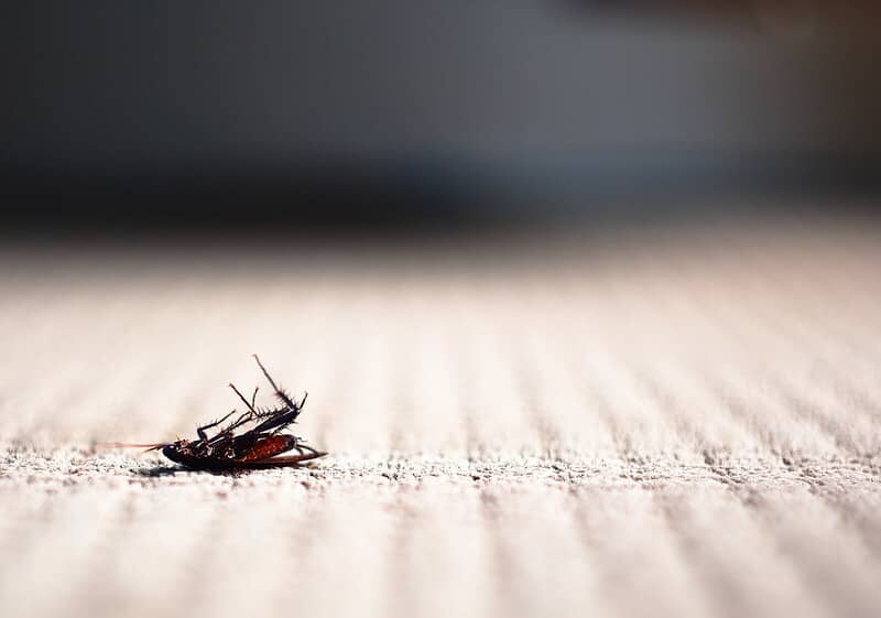 mothballs kill roaches