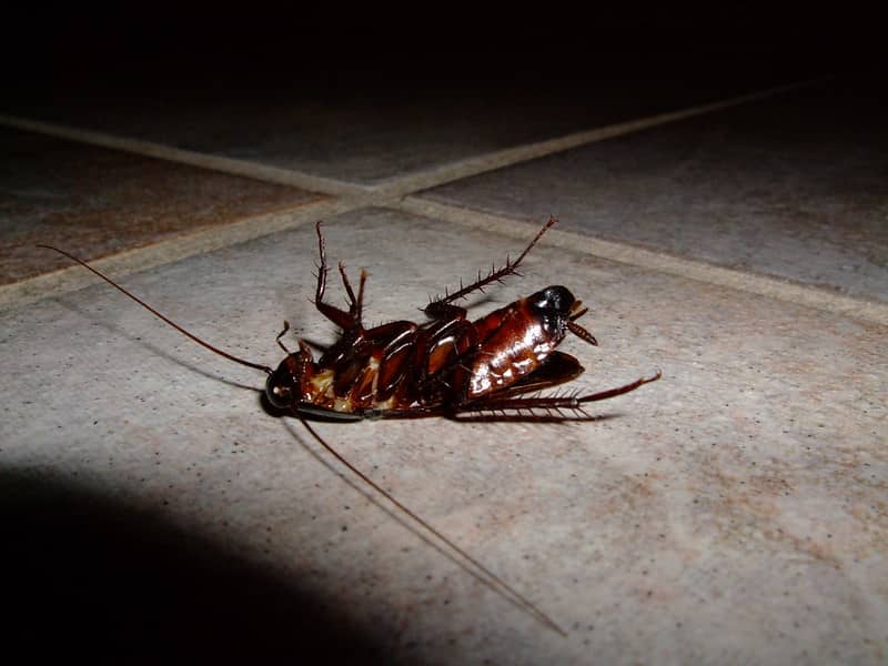 notice dead roach