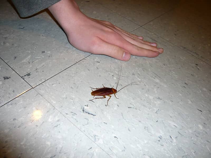 one roach does not need exterminator