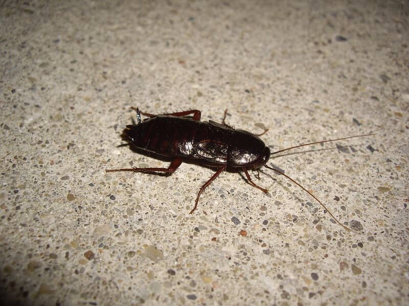 oriental cockroach is dark brown and black