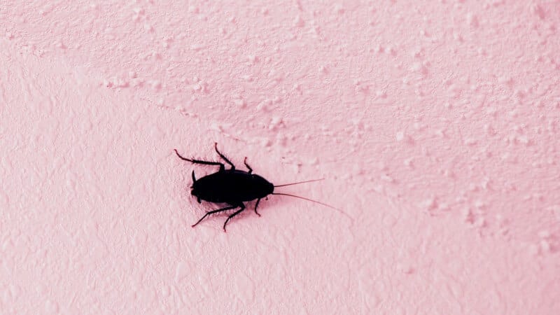 oriental cockroach on the pink surface