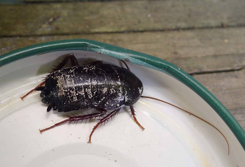 oriental cockroach species are the noisiest
