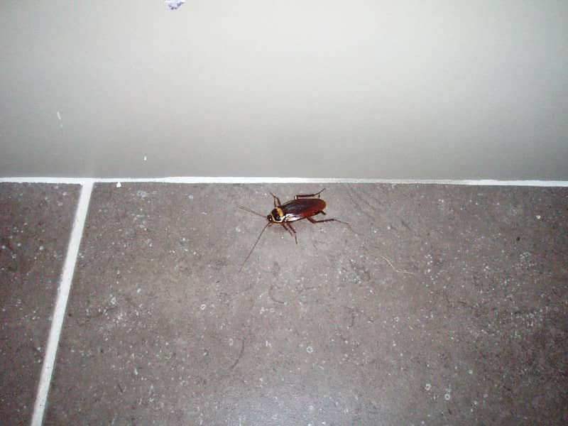 roach can live in room
