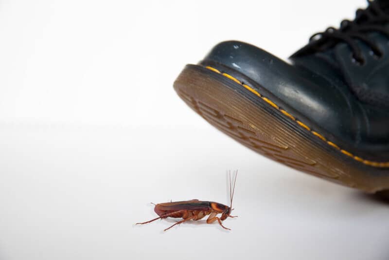 smoky brown roach squish under a shoes