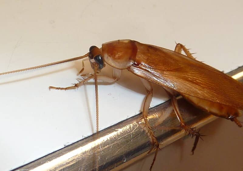 turkestan cockroach dark brown